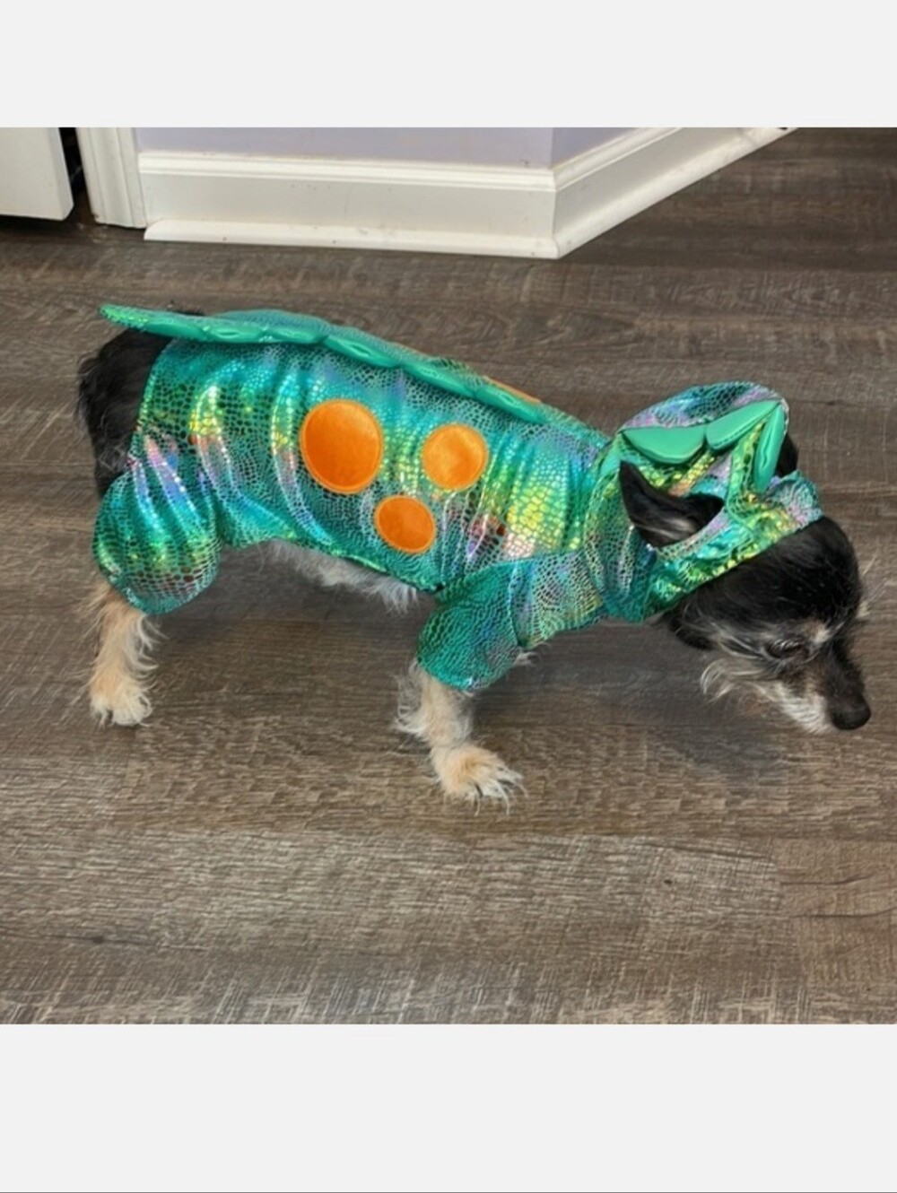Dragon Dog Costume Green Iridescent with Orange Accents Size S